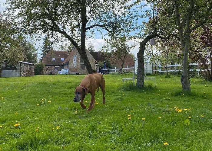 Historisches Fuer 8 Personen Mit Luxus Und Auf 2 Etagen Ideal Fuer Familien Und Hunde 2500m2 Eingezaeunt An Der Ostsee Semesterbostad
